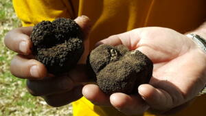 Caçar trufas negras na Grécia