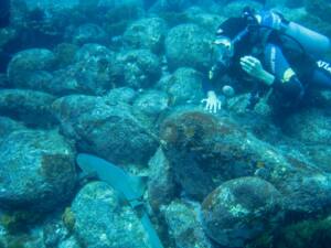 Mergulho e Snorkel em Fernando de Noronha - Mergulho com tubarão em Noronha