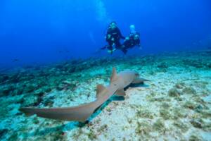 Mergulho e Snorkel em Fernando de Noronha - Mergulho com tubarão em Noronha