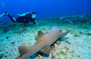 Mergulho e Snorkel em Fernando de Noronha 