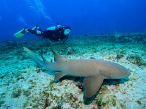 Mergulho e Snorkel em Fernando de Noronha - Mergulho com tubarão em Noronha