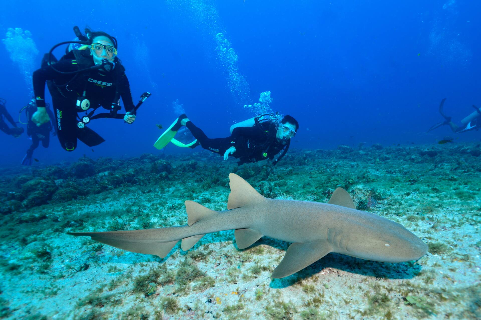 Mergulho e Snorkel em Fernando de Noronha - Mergulho com tubarão em Noronha