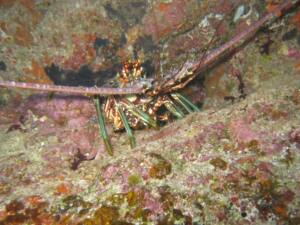 Mergulho e Snorkel em Fernando de Noronha 