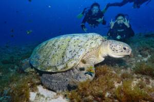 Mergulho e Snorkel em Fernando de Noronha 