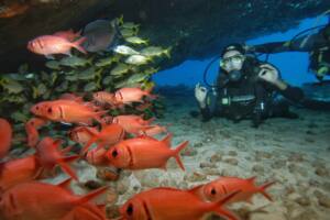 Mergulho e Snorkel em Fernando de Noronha 