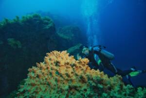 Mergulho e Snorkel em Fernando de Noronha 