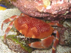 Mergulho e Snorkel em Fernando de Noronha 