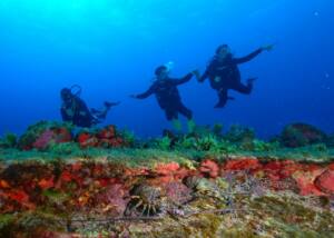 Mergulho e Snorkel em Fernando de Noronha 