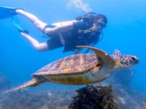 Mergulho em Abrolhos - Corumbau