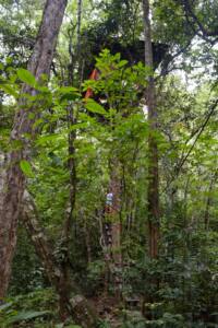 Casa na árvore para se hospedar - Mariri Jungle