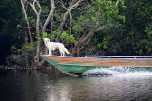 Hotel de selva na Amazônia 