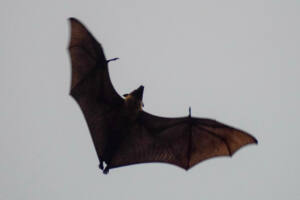 Morcego nas Maldivas - raposas voadoras