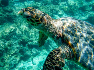 Snorkel - Ilhas Maldivas