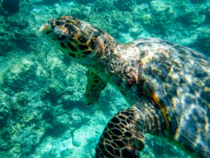 Ilha de Dharavandhoo – Baa Atoll – Maldivas 