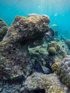 Snorkel Ilha local Maldivas - Dharavandhoo - Baa Atoll