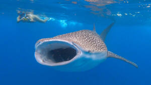 Tubarão baleia Maldivas Dhigurah
