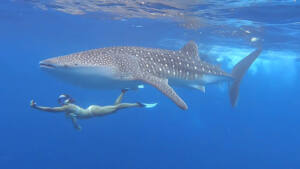 tubarão baleia ilhas maldivas