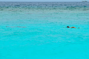 Hanibaru Bay - Baia de Hanifaru - Arraias Manta - Maldivas - Baa Atoll