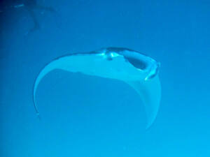 Hanibaru Bay - Baia de Hanifaru - Arraias Manta - Maldivas - Baa Atoll