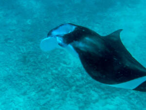 Hanibaru Bay - Baia de Hanifaru - Arraias Manta - Maldivas - Baa Atoll