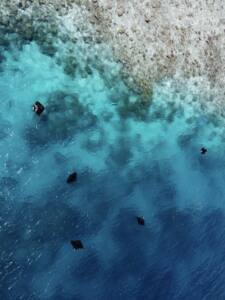 Hanibaru Bay - Baia de Hanifaru - Arraias Manta - Maldivas - Baa Atoll