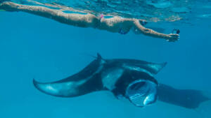 Hanibaru Bay - Baia de Hanifaru - Arraias Manta - Maldivas - Baa Atoll