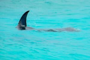 Hanibaru Bay - Baia de Hanifaru - Arraias Manta - Maldivas - Baa Atoll