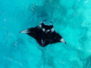 Hanibaru Bay - Baia de Hanifaru - Arraias Manta - Maldivas - Baa Atoll