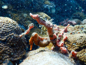 mergulho em iLHA gRANDE