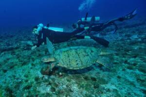 Mergulho e snorkel em Fernando de Noronha